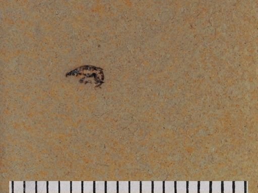 undet. Cryptorhynchinae