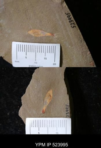 undet. Porifera