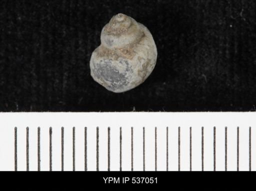 Viviparus montanaensis