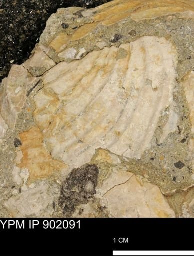 undet. Inoceramidae