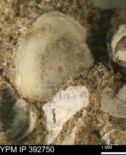 Limopsis?