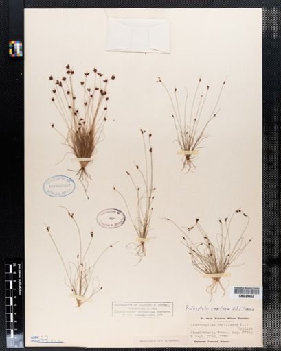 Bulbostylis capillaris