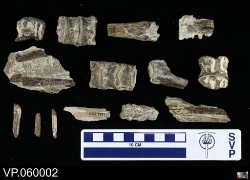 undet. Actinopterygii