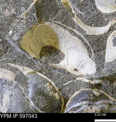 undet. Bivalvia