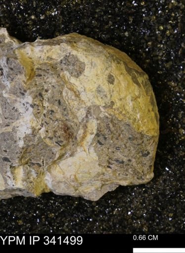 Scaphites sp.