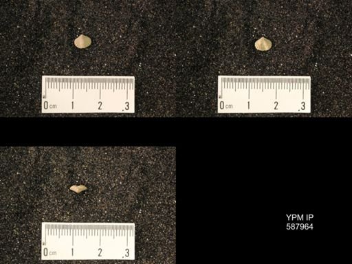 Zygospira modesta