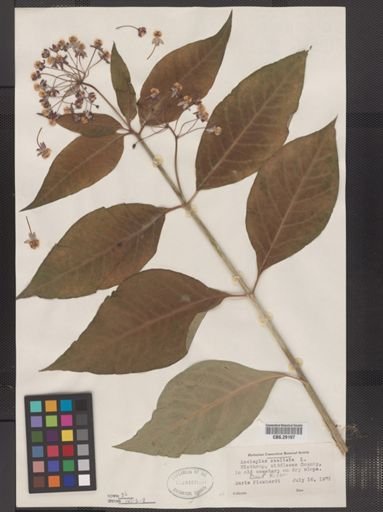 Asclepias exaltata