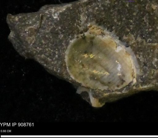 Oligoptycha?
