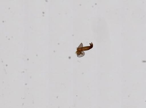 Amnicola dupotetiana