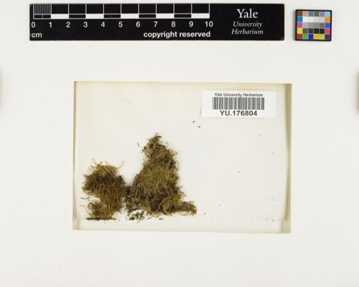 Plantae