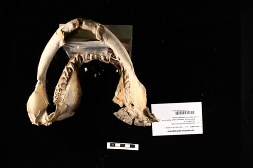 Carcharhinus albimarginatus