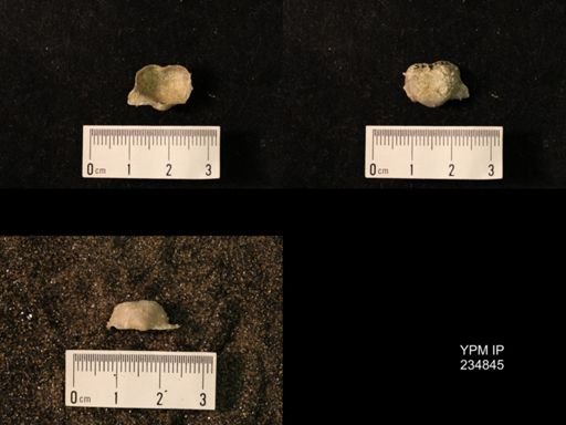 Marginifera wabashensis var. armata