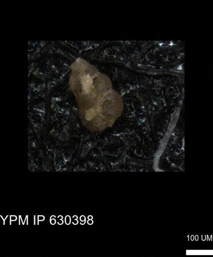 undet. Heterohelicidae