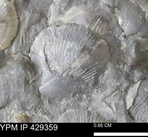 Devonochonetes scitulus