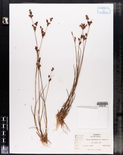 Juncus brevicaudatus
