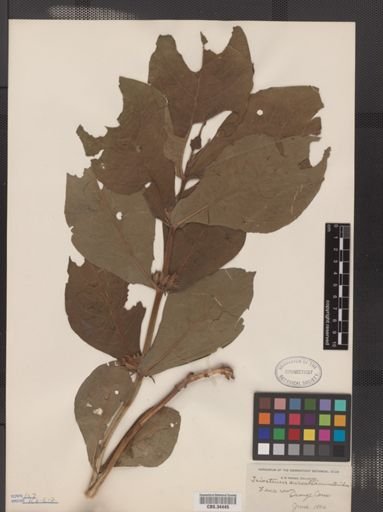 Triosteum aurantiacum