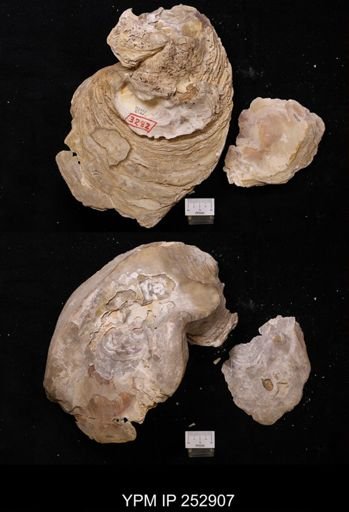 Ostrea georgiana