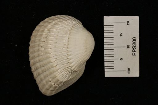 Arca (Scapharca)