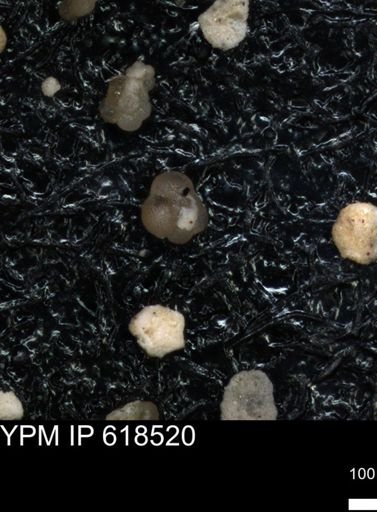 undet. Foraminiferida