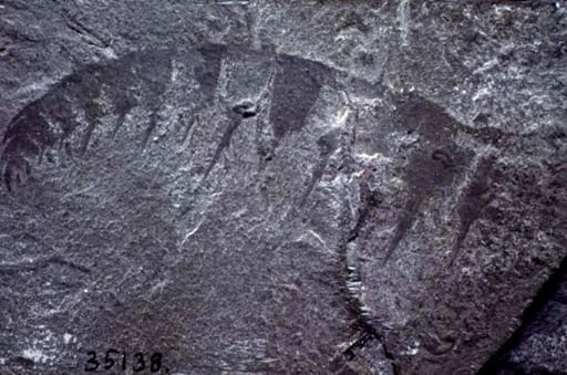 Anomalocaris canadensis