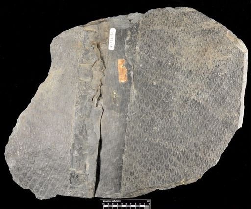Lepidodendron sp.