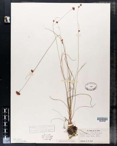 Rhynchospora alba