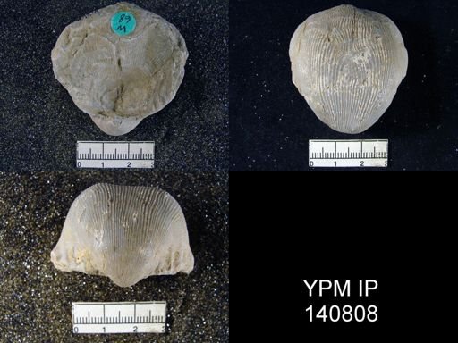 Productus (Linoproductus) lineatus