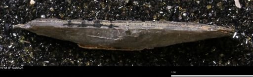 Stropheodonta perplana