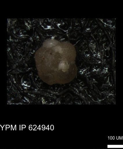 undet. Foraminiferida