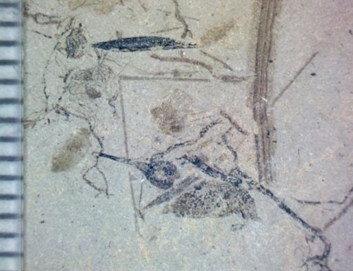 undet. Hexapoda