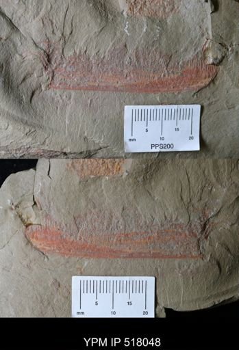 Hurdiidae