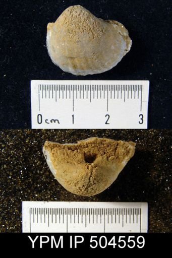 Gypidula sp.