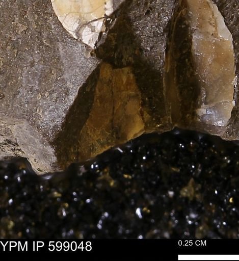 undet. Mollusca