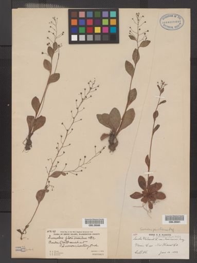 Plantae