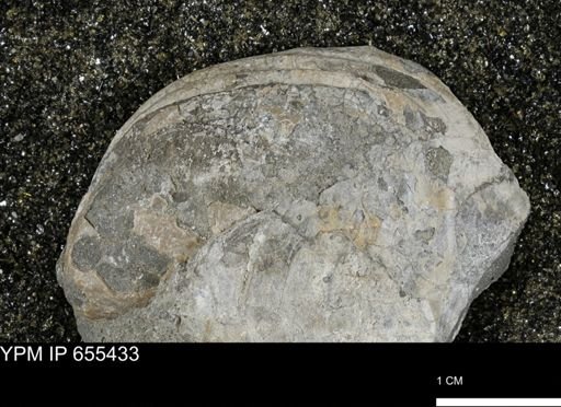 Inoceramus barabini