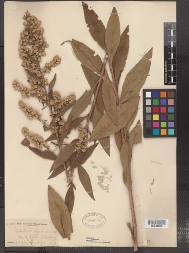 Solidago speciosa