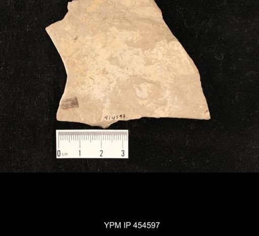 undet. Arthropoda