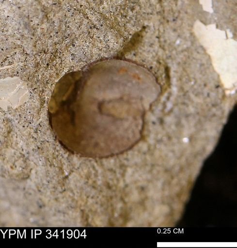 undet. Mollusca