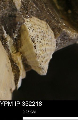 undet. Bivalvia