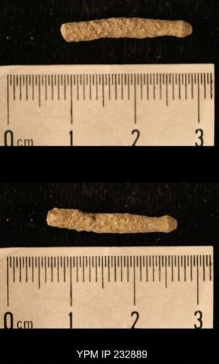 Archaeocidaris sp.