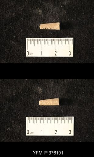 Pseudorthoceras knoxense