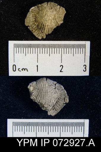 Atrypa tennesseensis