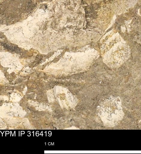 undet. Mollusca