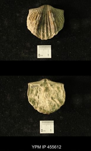 Platystrophia ponderosa