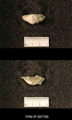 undet. Brachiopoda