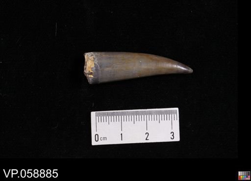 Xiphactinus sp.