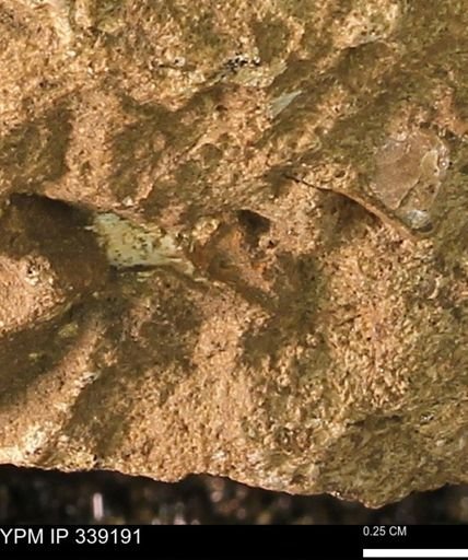 undet. Mollusca