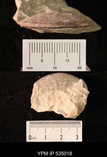 Placenticeras sp.