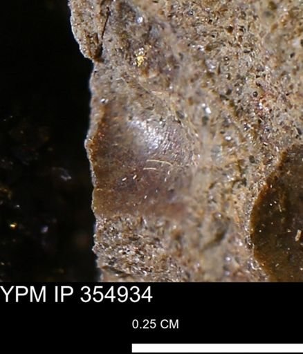 Limopsis sp.