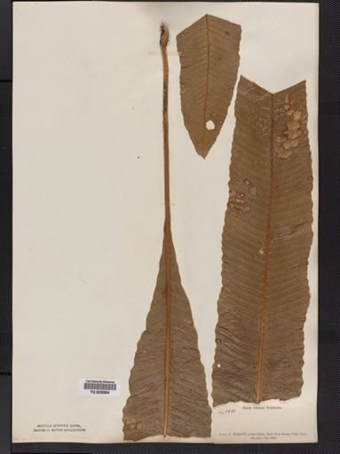 Polypodium